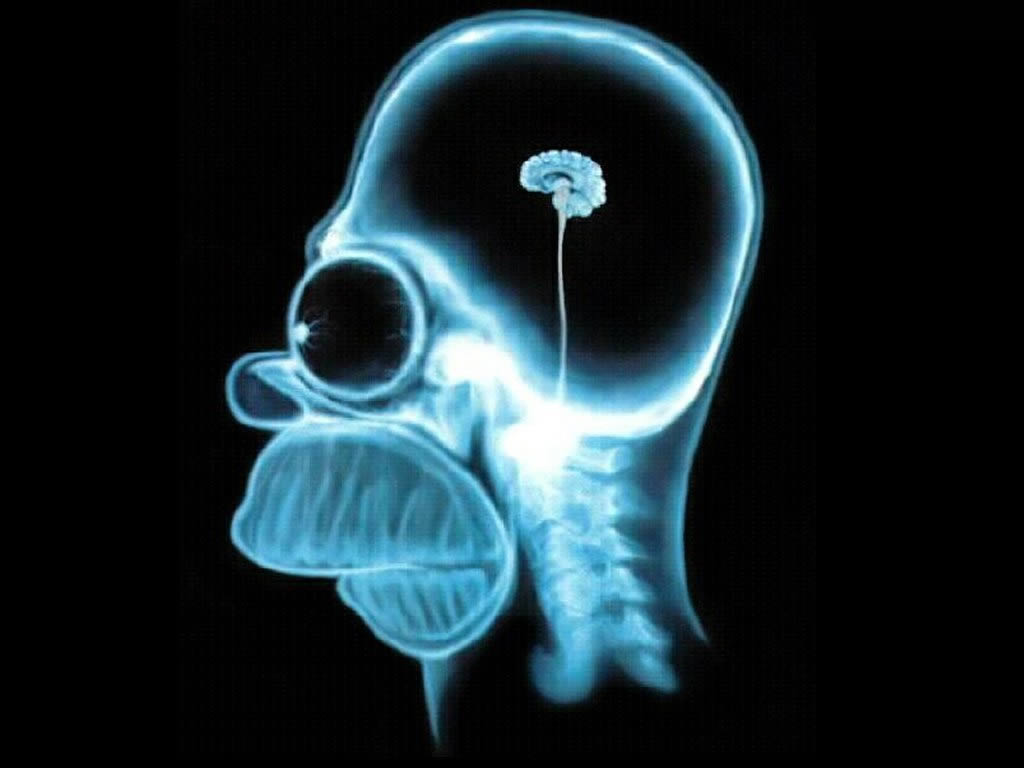 Homer Simpson Brain